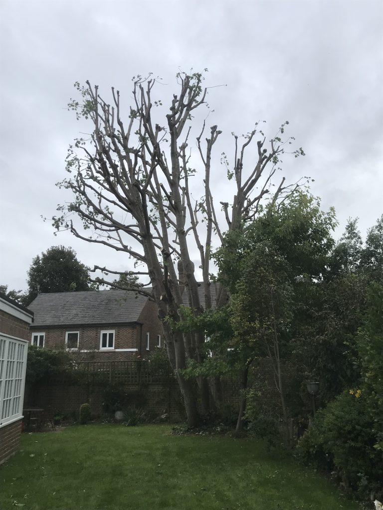 tree-crown-pruning